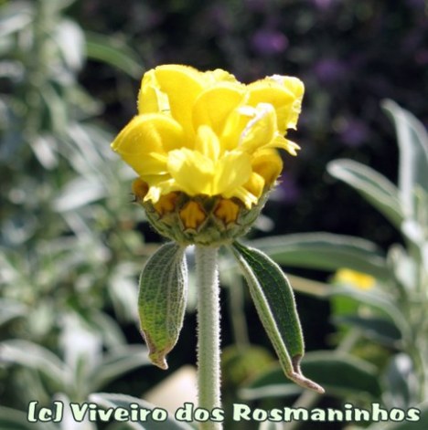 Phlomis grandiflora, flor em botão