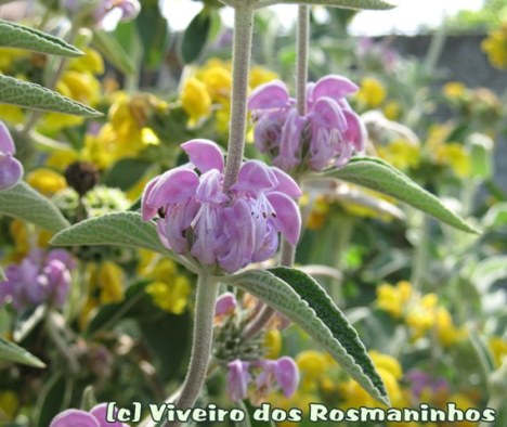 Phlomis purpurea, flor