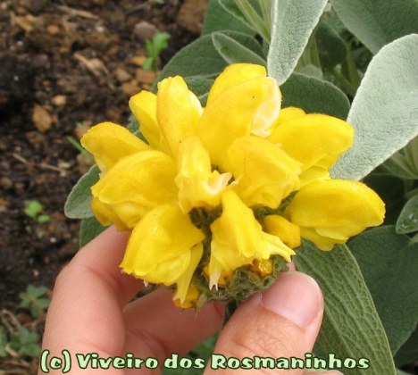 Phlomis grandiflora, flor
